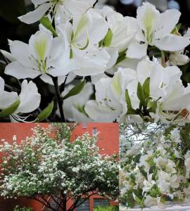 Beyaz orkide ağacı tohumu bauhinia variegata purpurea alba