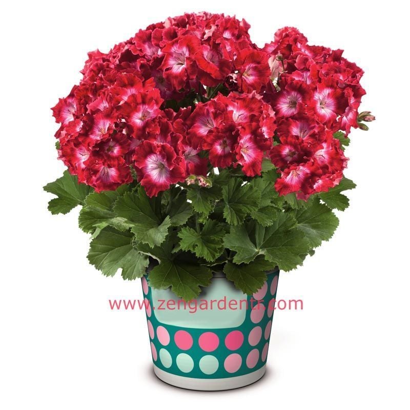 Melva kırmızı canan sardunya fidesi ithal fincan sardunya dark red 1 XXL fide