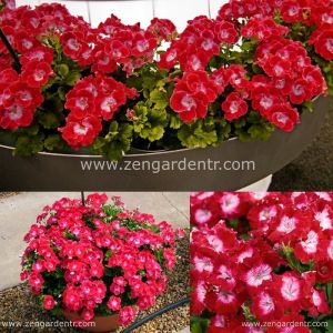 Melva kırmızı canan sardunya fidesi ithal fincan sardunya dark red 1 XXL fide