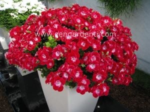 Melva kırmızı canan sardunya fidesi ithal fincan sardunya dark red 1 XXL fide