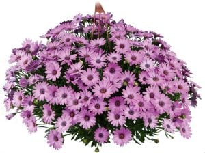 Sarkan leylak bodrum papatyası fidesi osteospermum basket rose bicolor