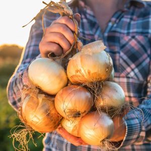 Tatlı ispanyol soğan tohumu geleneksel onion sweet spanish yellow
