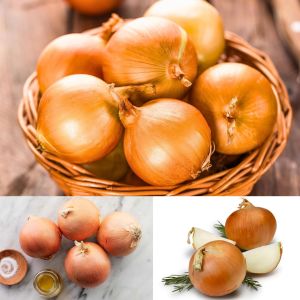 Tatlı ispanyol soğan tohumu geleneksel onion sweet spanish yellow