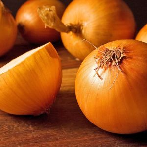 Tatlı ispanyol soğan tohumu geleneksel onion sweet spanish yellow