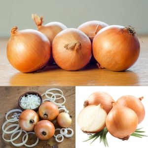 Tatlı ispanyol soğan tohumu geleneksel onion sweet spanish yellow