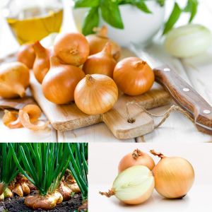 Tatlı ispanyol soğan tohumu geleneksel onion sweet spanish yellow