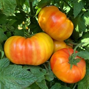 Hillbilly domatesi tohumu geleneksel hillbilly flame tomato seeds