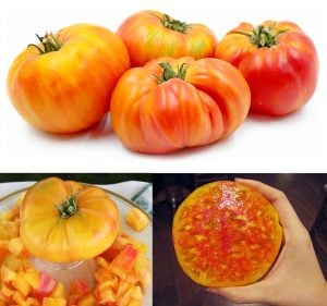 Hillbilly domatesi tohumu geleneksel hillbilly flame tomato seeds
