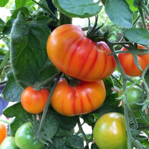 Hillbilly domatesi tohumu geleneksel hillbilly flame tomato seeds