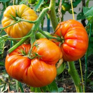 Hillbilly domatesi tohumu geleneksel hillbilly flame tomato seeds