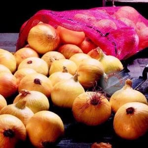 Erkenci soğan tohumu geleneksel onion texas early grano