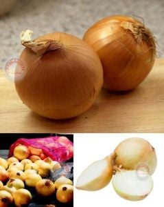 Erkenci soğan tohumu geleneksel onion texas early grano