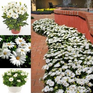 Sarkan beyaz bodrum papatyası fidesi pure white sarkan saksılara özel basket
