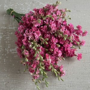 Karmen hazeran çiçeği delphinum fidesi  saksıda QIS carmine