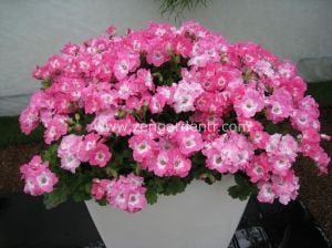 Melva pembe canan sardunya fidesi ithal fincan sardunya pink