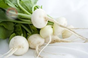 Beyaz turp tohumu geleneksel Philadelphia white box radish