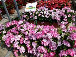 Melva pembe canan sardunya fidesi ithal fincan sardunya pink