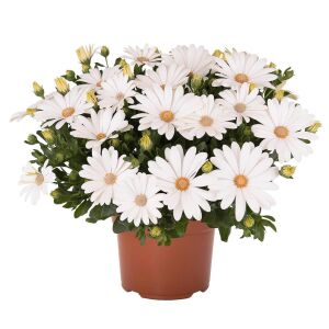 Sarkan beyaz bodrum papatyası fidesi pure white sarkan saksılara özel basket