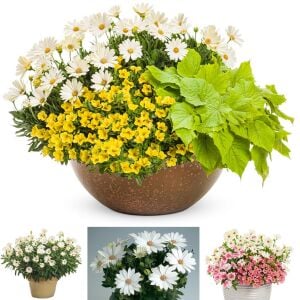 Sarkan beyaz bodrum papatyası fidesi pure white sarkan saksılara özel basket