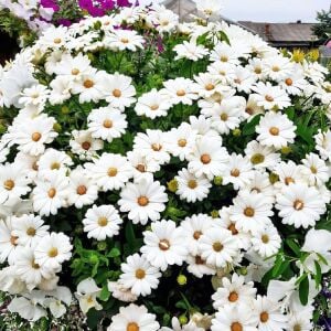 Sarkan beyaz bodrum papatyası fidesi pure white sarkan saksılara özel basket
