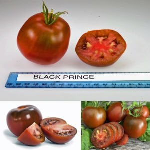 Kara prens domates tohumu geleneksel black prince tomato seeds