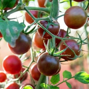 Kara prens domates tohumu geleneksel black prince tomato seeds