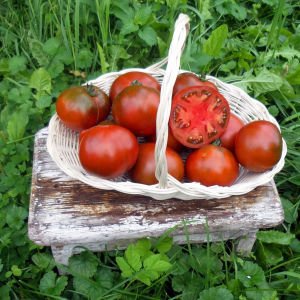 Kara prens domates tohumu geleneksel black prince tomato seeds