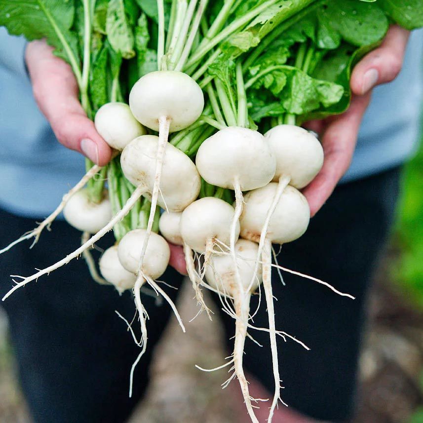 Beyaz turp tohumu geleneksel Philadelphia white box radish