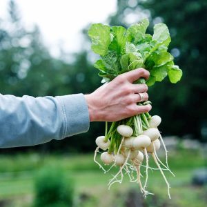 Beyaz turp tohumu geleneksel Philadelphia white box radish