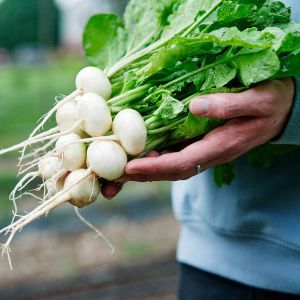 Beyaz turp tohumu geleneksel Philadelphia white box radish