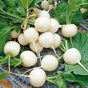 Beyaz turp tohumu geleneksel Philadelphia white box radish