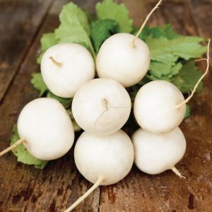 Beyaz turp tohumu geleneksel Philadelphia white box radish