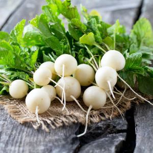 Beyaz turp tohumu geleneksel Philadelphia white box radish
