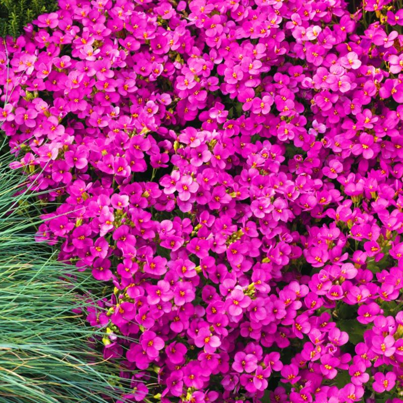 Kokulu pembe arabis spring charm - 86,34 TL