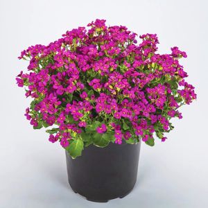 Kokulu pembe little treasure deep rose