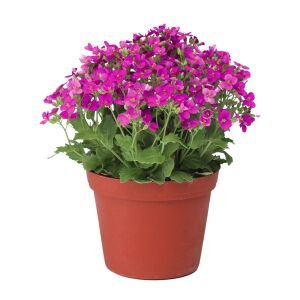 Kokulu pembe little treasure deep rose