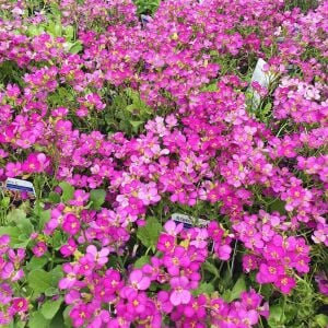 Kokulu pembe little treasure deep rose