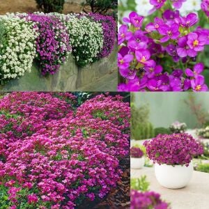 Kokulu pembe little treasure deep rose