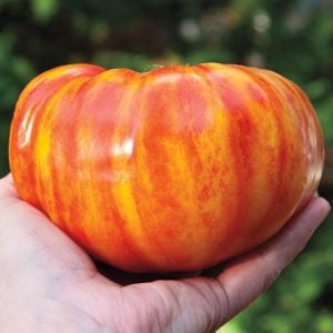Gökkuşağı domates tohumu geleneksel heirloom big rainbow tomato seeds