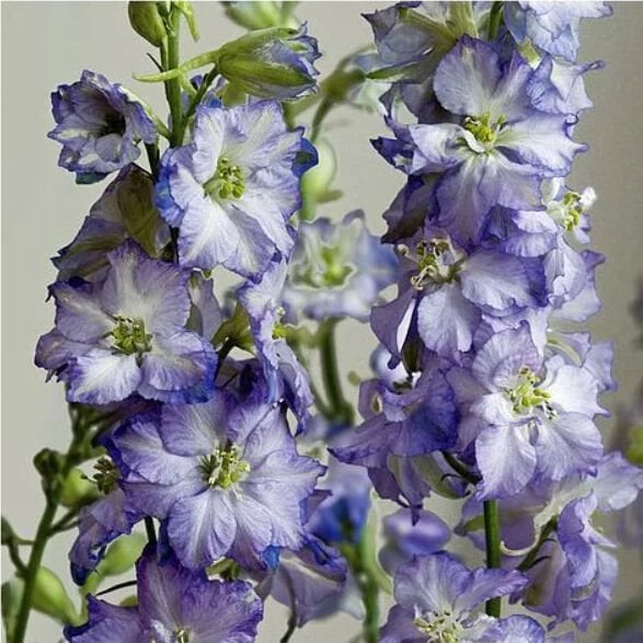 Brisbane Beyaz Mavi hazeran çiçeği Delphinium consolida saksıda
