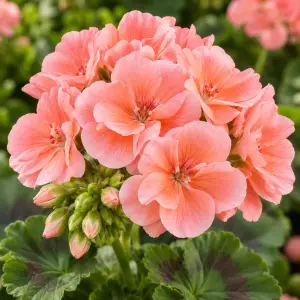Açık somon sardunya fidesi pelargonium light salmon