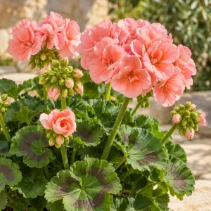 Açık somon sardunya fidesi pelargonium light salmon