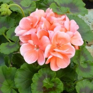 Açık somon sardunya fidesi pelargonium light salmon