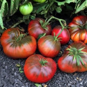 Siyah domates brandywine tohumu geleneksel heirloom brandywine black tomato seeds