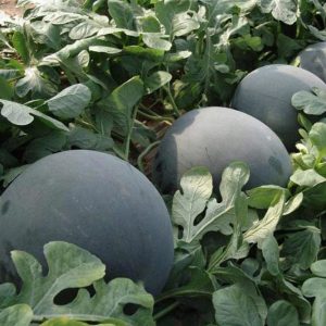 Siyah elmas karpuz tohumu geleneksel watermelon black diamond
