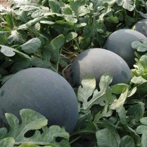 Siyah elmas karpuz tohumu geleneksel watermelon black diamond