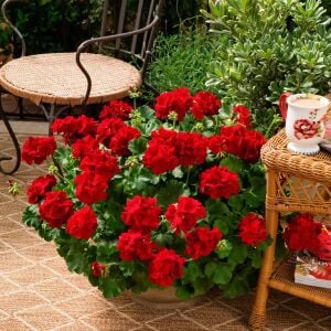 Koyu kırmızı sarkan sardunya fidesi summer lovers dark red