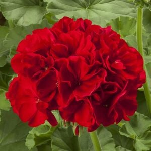Koyu kırmızı sarkan sardunya fidesi summer lovers dark red