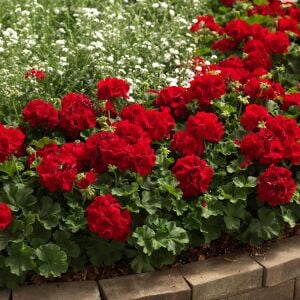 Koyu kırmızı sarkan sardunya fidesi summer lovers dark red