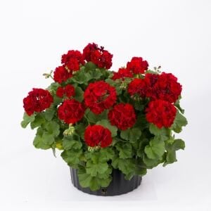 Koyu kırmızı sarkan sardunya fidesi summer lovers dark red